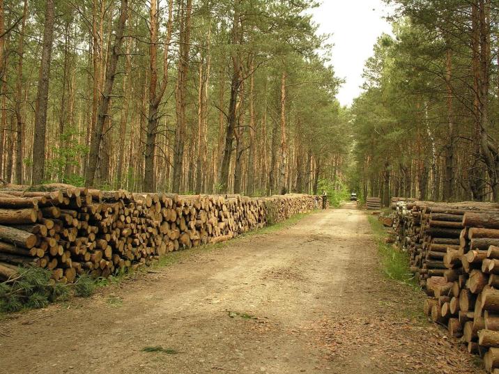 Drewno średniowymiarowe fot. T.Charkiewicz