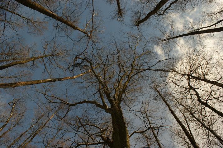 Las fot. M.Charkiewicz