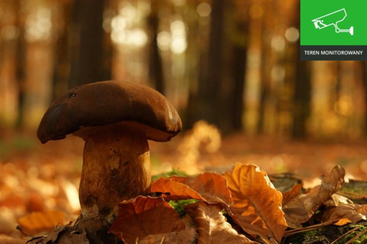 Teren monitorowany autor M.Charkiewicz