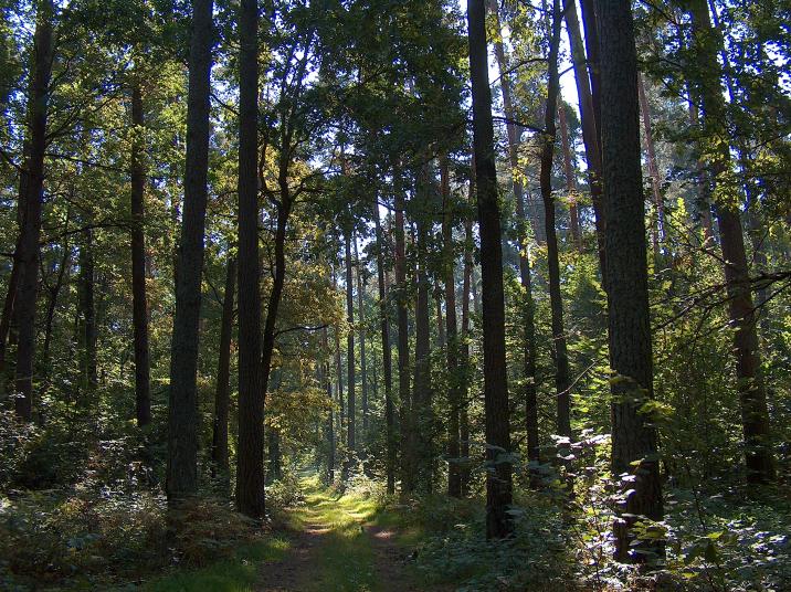 droga leśna fot. T.Charkiewicz