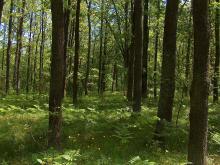 Nadleśnictwo Sarnaki informuje, że jest zainteresowane zakupem lasów i gruntów przeznaczonych do zalesienia.