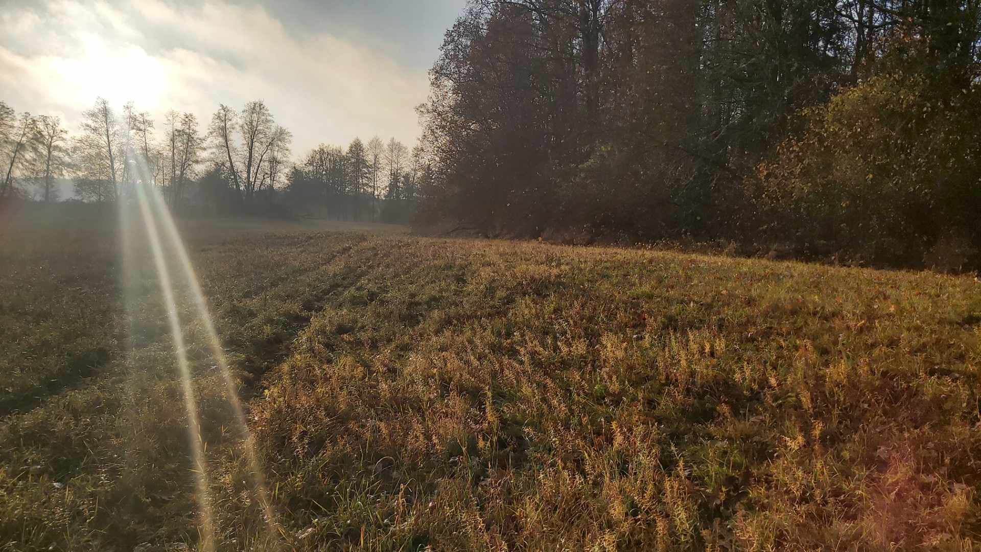 Fot. 1 Ekstensywne użytkowanie kośne, leśnictwo Kisielew