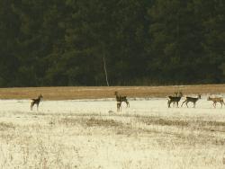 Rudel Saren autor T.Charkiewicz