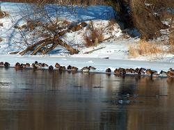 Kaczki autor T.Charkiewicz