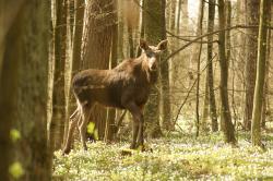 Łoś autor T.Charkiewicz
