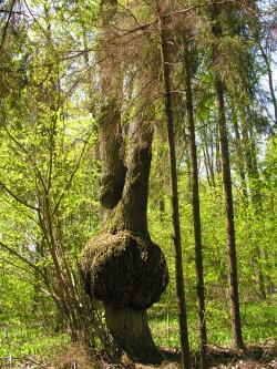 Zrakowacenie dębu autor T.Charkiewicz