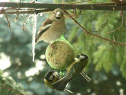 Grubodziób autor T.Charkiewicz