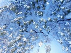Zdjęcie lasów Nadleśnictwa Sarnaki z drona fot. G.Jakimiuk
