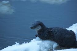 Wydra autor T.Charkiewicz