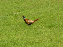 Bażant autor T.Charkiewicz