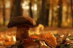 Podgrzybek autor M.Charkiewicz