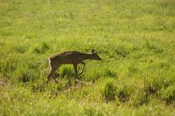 Sarna autor T.Charkiewicz