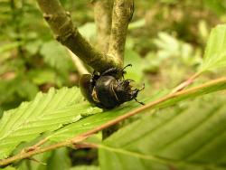 Ciołek autor M.Charkiewicz