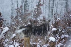 Łosie autor T.Charkiewicz