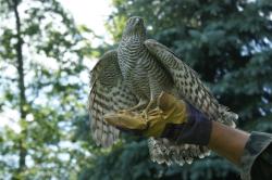 Krogulec autor T.Charkiewicz