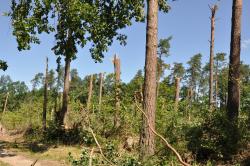 Wiatrował 2015 Górki autor M.Charkiewicz