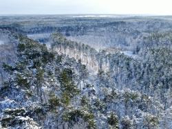 Zdjęcie lasów Nadleśnictwa Sarnaki z drona fot. G.Jakimiuk