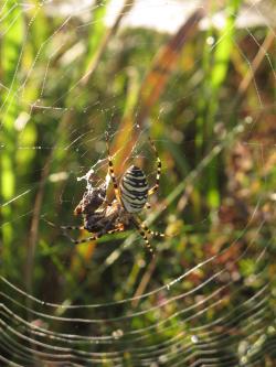 Tygrzyk Paskowany autor M.Charkiewicz