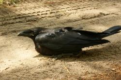 Kruk autor T.Charkiewicz