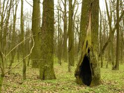 Dziupla w dębie autor T.Charkiewicz