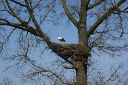 Bocian autor T.Charkiewicz