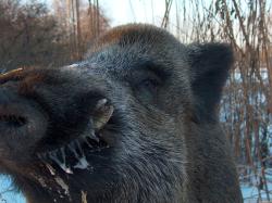 Dzik Bartek autor M.Charkiewicz