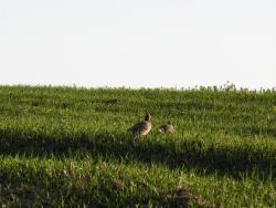 Kuropatwy autor M.Charkiewicz