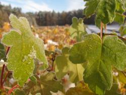 Klon szkółka leśna autor M.Charkiewicz
