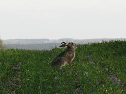 Zając autor M.Charkiewicz