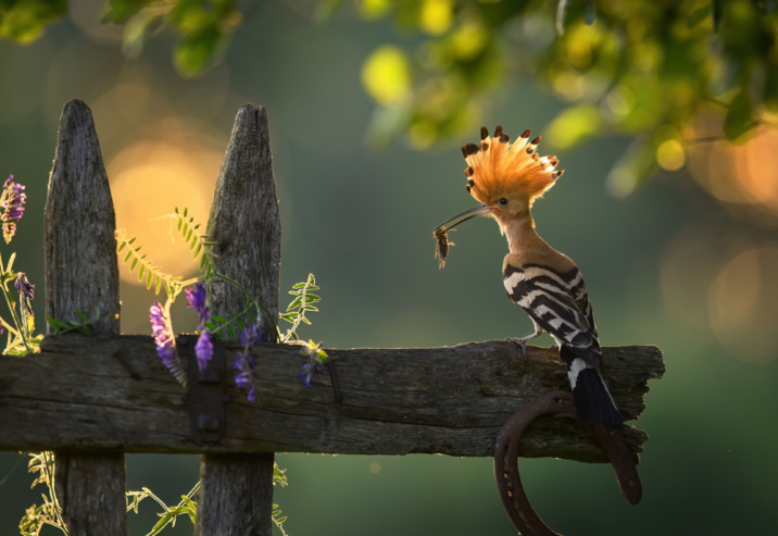 Fot. Piotr Krześlak